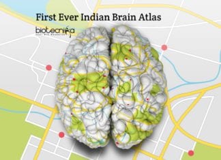 First-Ever Indian Brain Atlas By IIIT Scientists Says ‘Indian Brain Is Smaller’ Indian Brain Atlas by IIIT