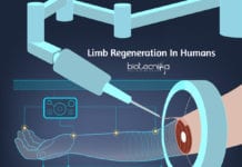 Humans Have Salmander Like Ability To Regrow Limbs – Breakthrough Discovery Limb Regeneration In Humans