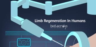 Limb Regeneration In Humans