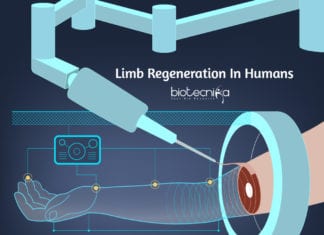 Limb Regeneration In Humans