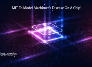 MIT To Model Alzehimer's Disease On A Chip!