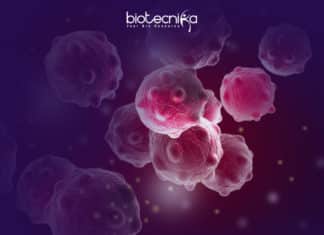 Researchers Develop Method For Separating Tissue Types In Tumor Samples Method To Separate Tumor Tissues