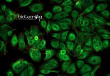 Researchers Discover The Role of Microproteins In Human Disease Microproteins Role In Human Disease