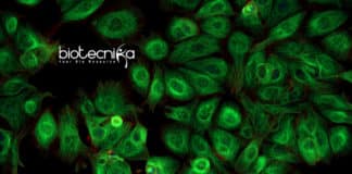 Microproteins Role In Human Disease