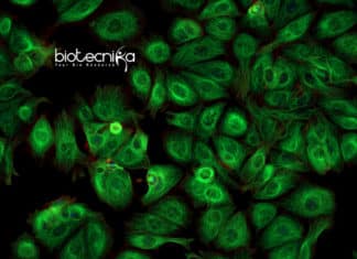 Researchers Discover The Role of Microproteins In Human Disease Microproteins Role In Human Disease