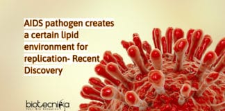 Multiplication of AIDS pathogens studied using High-Resolution Imaging