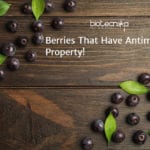This Superfood Maybe The Next Antimalarial Breakthrough! New Antimalarial Berry