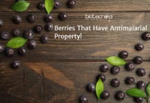 This Superfood Maybe The Next Antimalarial Breakthrough! New Antimalarial Berry