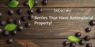 New Antimalarial Berry
