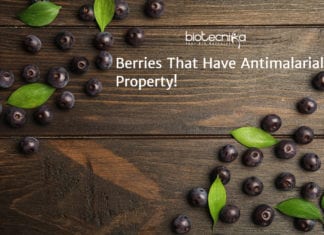 This Superfood Maybe The Next Antimalarial Breakthrough! New Antimalarial Berry
