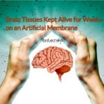 New System to Keep Brain Tissue Alive for Weeks on an Artificial Membrane Discovered