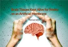 Brain Tissues Kept Alive for Weeks on an Artificial Membrane New System to Keep Brain Tissue Alive for Weeks on an Artificial Membrane Discovered