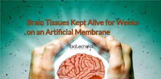 New System to Keep Brain Tissue Alive for Weeks on an Artificial Membrane Discovered