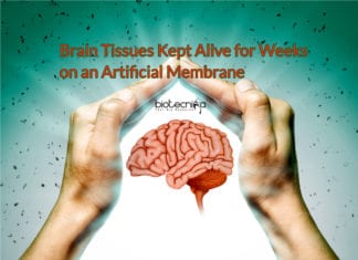 Brain Tissues Kept Alive for Weeks on an Artificial Membrane New System to Keep Brain Tissue Alive for Weeks on an Artificial Membrane Discovered