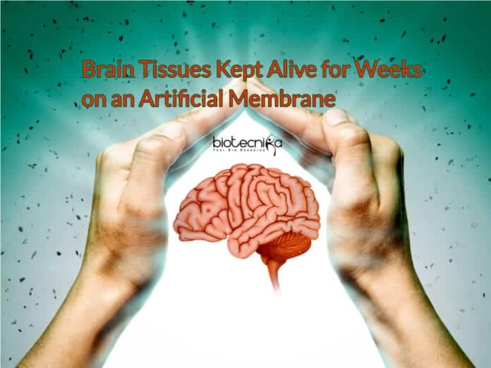 New System to Keep Brain Tissue Alive for Weeks on an Artificial Membrane Discovered