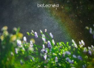 Did You Know? Plants Panic During Rain! Plant's Reaction To Rain