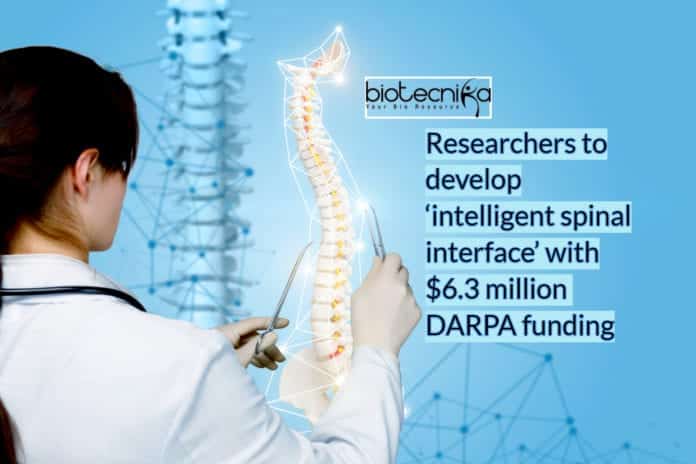 DARPA-grant for intelligent spinal interface