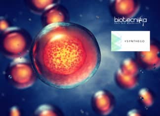 Synthego Launches Induced Pluripotent Stem Cell Genome Engineering Synthego Launches iPSC Engineering