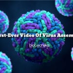 First-Ever Video Of Virus Assembly Recorded By Researchers