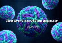 First-Ever Video Of Virus Assembly Recorded By Researchers First-Ever Video Of Virus Assembly Recorded By Researchers