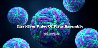 First-Ever Video Of Virus Assembly Recorded By Researchers