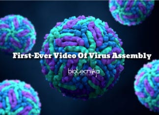 First-Ever Video Of Virus Assembly Recorded By Researchers First-Ever Video Of Virus Assembly Recorded By Researchers