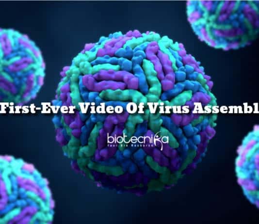 First-Ever Video Of Virus Assembly Recorded By Researchers