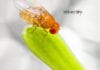 Use of Drosophila melanogaster For Personalized Medicine Development Drosophila melanogaster for Personalized Medicines