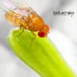 Drosophila melanogaster for Personalized Medicines