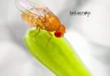 Use of Drosophila melanogaster For Personalized Medicine Development Drosophila melanogaster for Personalized Medicines