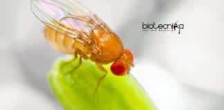 Drosophila melanogaster for Personalized Medicines