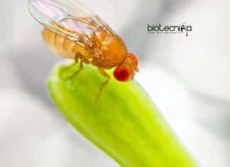 Use of Drosophila melanogaster For Personalized Medicine Development Drosophila melanogaster for Personalized Medicines