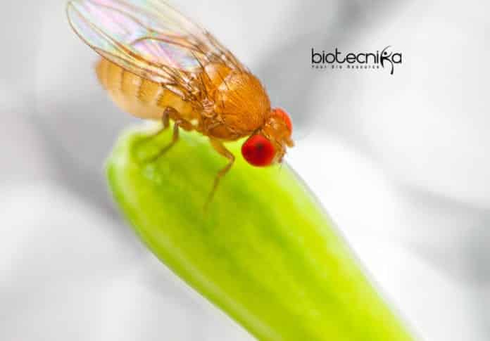 Drosophila melanogaster for Personalized Medicines