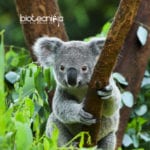 Virus Attacking Koala