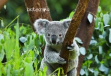 A Retrovirus Is Attacking Koalas’ Genome- And Its DNA is Defending! Virus Attacking Koala