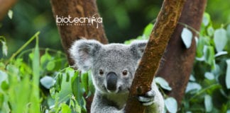 Virus Attacking Koala