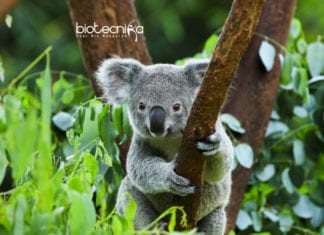 A Retrovirus Is Attacking Koalas’ Genome- And Its DNA is Defending! Virus Attacking Koala