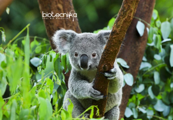 Virus Attacking Koala