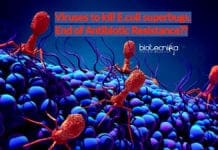 MIT Scientists Create Viruses To Kill Hardest-To-Treat E. coli Superbugs – End of Antibiotic Resistance?? Viruses to kill E.coli superbugs- End of Antibiotic Resistance_