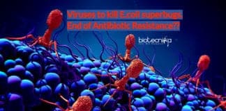 Viruses to kill E.coli superbugs- End of Antibiotic Resistance_