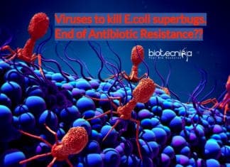 MIT Scientists Create Viruses To Kill Hardest-To-Treat E. coli Superbugs – End of Antibiotic Resistance?? Viruses to kill E.coli superbugs- End of Antibiotic Resistance_