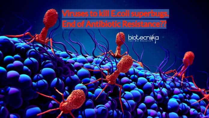Viruses to kill E.coli superbugs- End of Antibiotic Resistance_