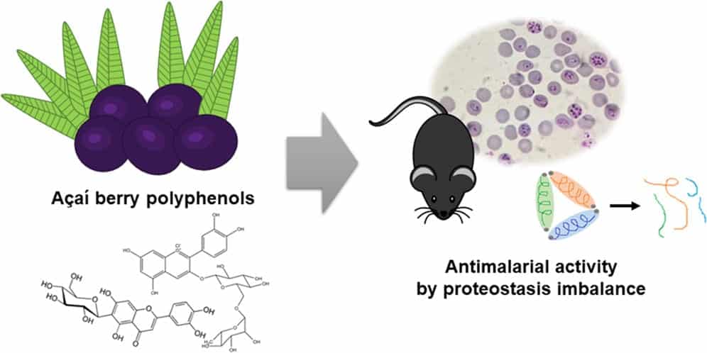 New Antimalarial Berry