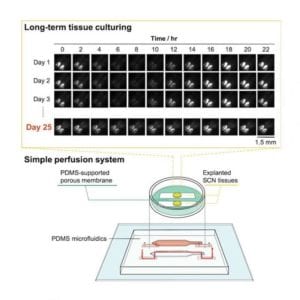 Brain tissue kept alive for weeks