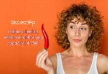 CSIR – CFTRI Scientists Find New Way to Enhance Fat-Burning Capacity Of Chilli way to enhance fat-burning capacity of chilli