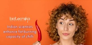 way to enhance fat-burning capacity of chilli