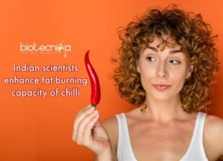 CSIR – CFTRI Scientists Find New Way to Enhance Fat-Burning Capacity Of Chilli way to enhance fat-burning capacity of chilli