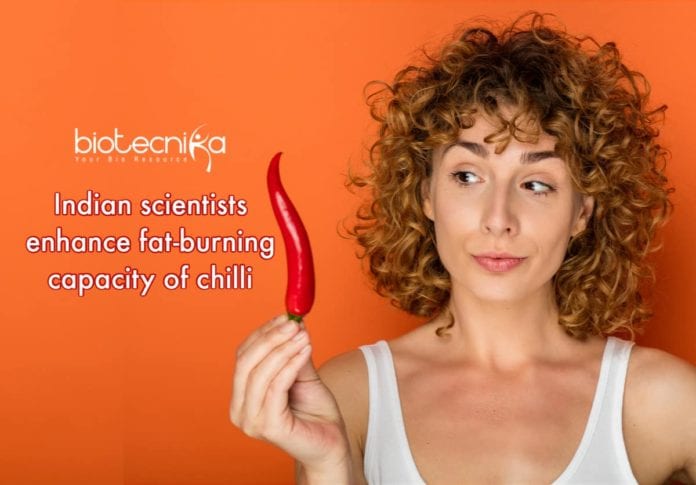 way to enhance fat-burning capacity of chilli