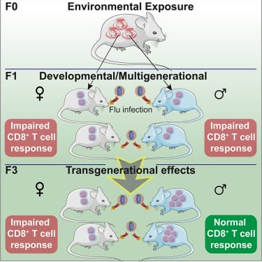 Environmental Toxins Impairs Immunity