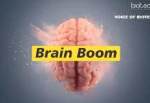 A Genetic Error Led Humans To Develop Larger Brains